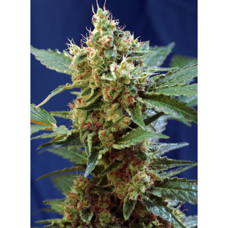 Cream Mandarine XL Auto